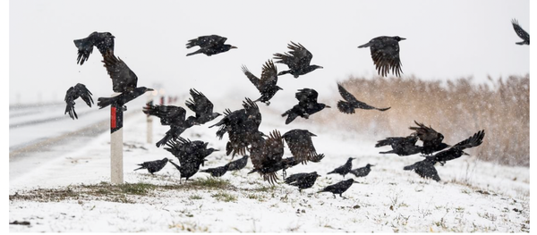 A flock of crows starting to take flight off of frosty ground.